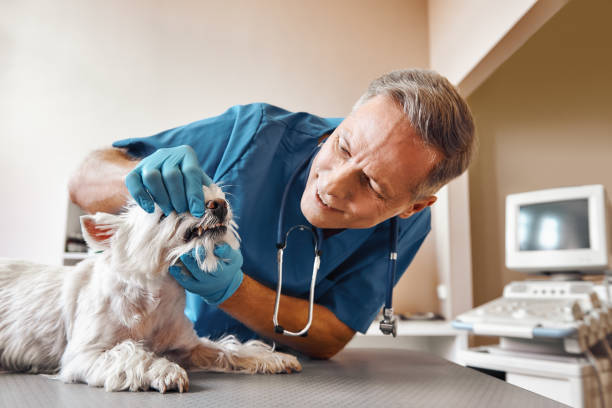 Best Same-Day Emergency Dentist in Kimberly, AL